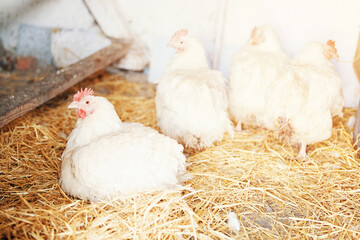 many white chickens broilers in the village on a home farm in a chicken coop