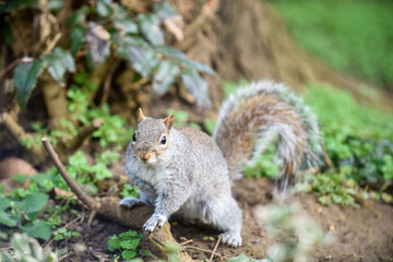 Naklejka na ściany i meble Grey squirrel facing towards camera by a tree in a park
