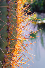 Detalle de espinas de cactus con fondo de agua