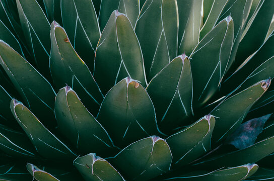 Agave victorie Reginae detalle 