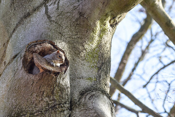 Obraz premium Grey squirrel facing towards camera by a tree in a park