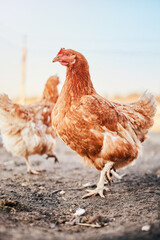 brown broiler chickens in the village on a home farm in a chicken coop