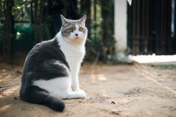 Obraz premium Scottish fold cat sitting in the garden with green grass. Tabby blue cat looking at something in the park.
