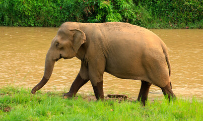 Elephants are foraging in the nature and rivers of northern Thailand.