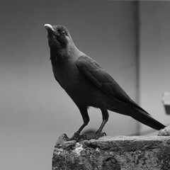 blackbird in black and white