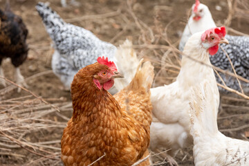 various chickens in close-up