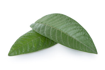 Green fresh mango leaves isolated on white background.