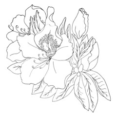 Azalea with leaves close up on a white background. Floral botanical flower. Isolated illustration element.  Elements for coloring, decor.	