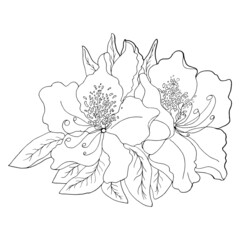 Azalea with leaves close up on a white background. Floral botanical flower. Isolated illustration element.  Elements for coloring, decor.	