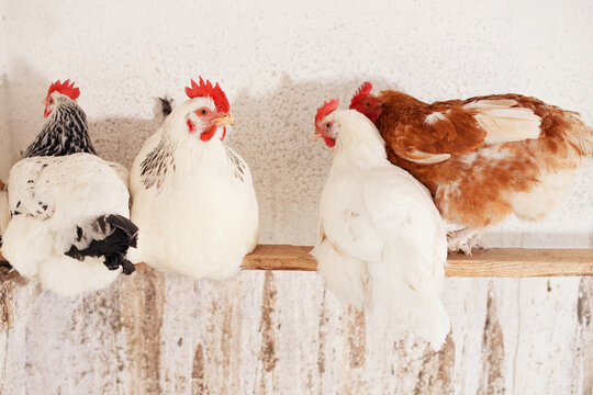 white chickens with a bright red comb of broilers in the village on a home farm in a chicken coop