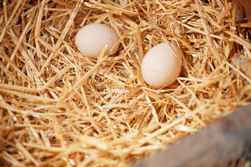 fresh chicken eggs on the hay in the chicken coop in the village on the farm