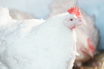 white chickens with a bright red comb of broilers in the village on a home farm in a chicken coop