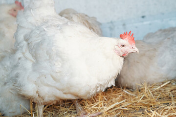 white chickens with a bright red comb of broilers in the village on a home farm in a chicken coop