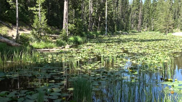 Beautiful blooming pond with lily pads in the Yellowstone National Park, Wyoming