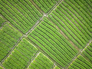 Tobacco Plantation Farm Aerial View