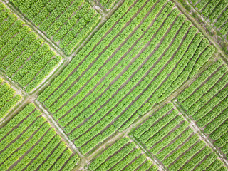Tobacco Plantation Farm Aerial View