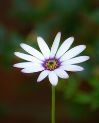 Obraz premium flower of a camomile