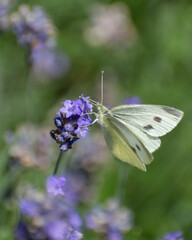 butterfly on lavender