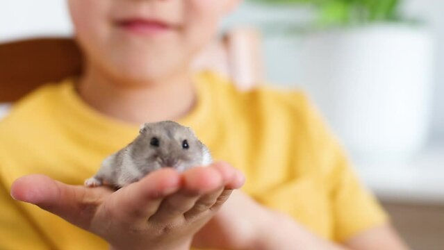 Boy playing with hamster at home