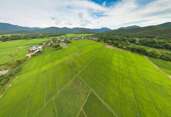 Aerial View Above Rural Rice Fields Landscape