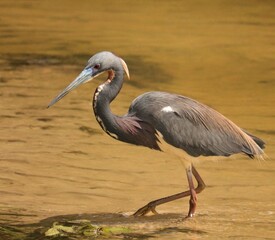 Tricolored Heron on the Hunt at Sweetwater Wetlands Park 