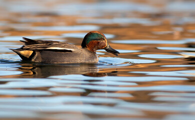 Swimming duck. Eurasian Teal. (Anas crecca) Blue water background. 