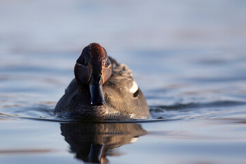 Fototapeta premium Swimming duck. Eurasian Teal. (Anas crecca) Blue water background. 