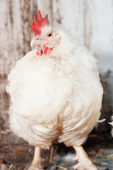 white chickenwith a bright red comb of broilers in the village on a home farm in a chicken coop