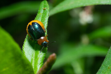 bug on leaf