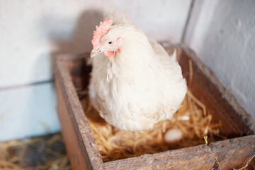 a white hen chicken lays eggs on a home farm on hay in a kuble nest