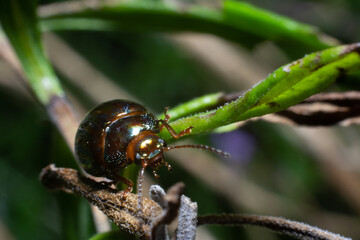 bug on a leaf