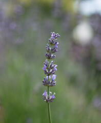 lavender flower