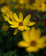 yellow flower in the garden