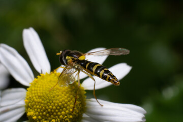 Hoverfly on a flower
