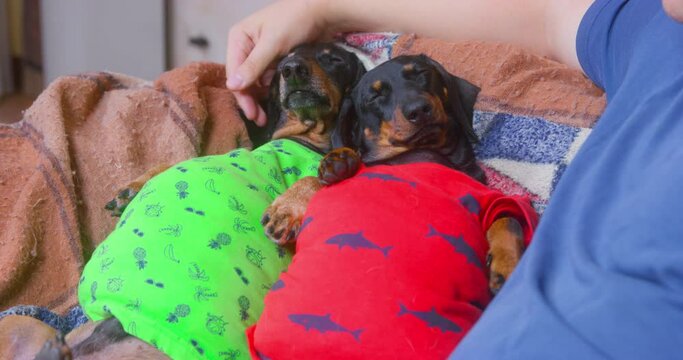 Two fat dachshund dogs in home t-shirts have eaten too much, lying on couch and can not move, and owner pats pets on belly. Unhealthy lifestyle is dangerous.