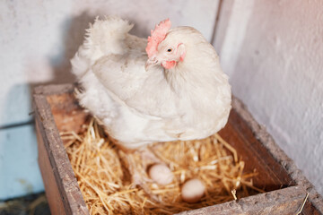 a white hen chicken lays eggs on a home farm on hay in a kuble nest