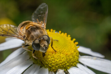 bee on a flower