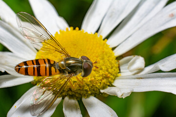 Hoverfly on a flower