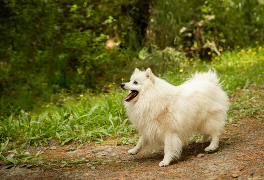 cute fluffy japanese spitz puppy dog on natural background in a forest or park. High quality photo