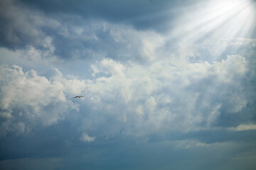 Bird flies among clouds in rays of light