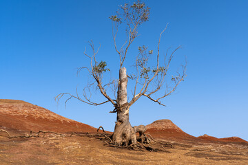 Dead tree in desert landscape La Gomera, Spain 