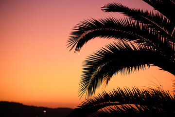 Fototapeta na wymiar silhouette di una Palma al tramonto