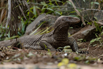 portrait of live monitor lizard (varan)