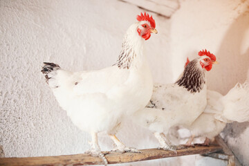 white chickens with a bright red comb of broilers in the village on a home farm in a chicken coop
