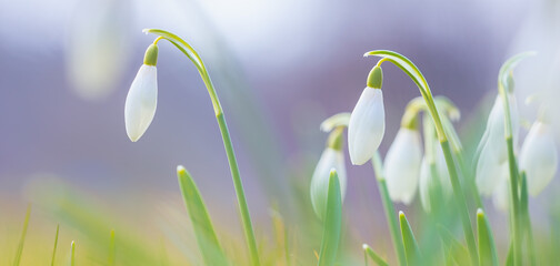 First spring flower - snow drops, bright background with flowers