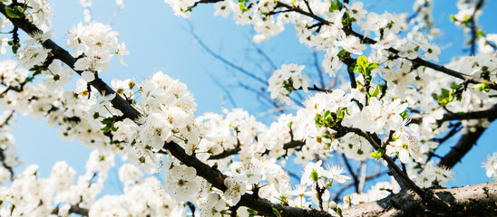 Blooming tree spring Flowers on the branches 