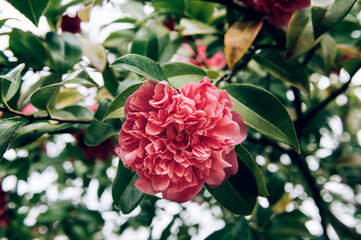 Beautiful Pink Evergreen Camellia Tree with Blooming Flowers during Springtime in English Garden,...