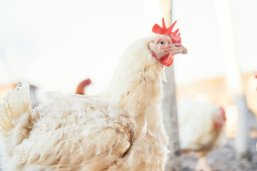 one dirty chicken broilers in the village on a home farm in a chicken coop