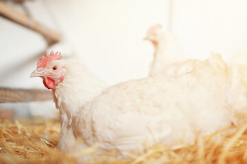 many white chickens broilers in the village on a home farm in a chicken coop