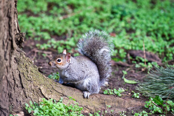 Grey squirrel facing towards camera by a tree in a park